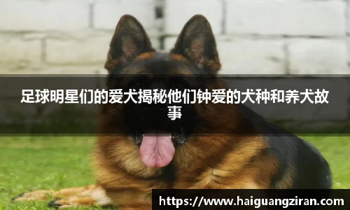 足球明星们的爱犬揭秘他们钟爱的犬种和养犬故事